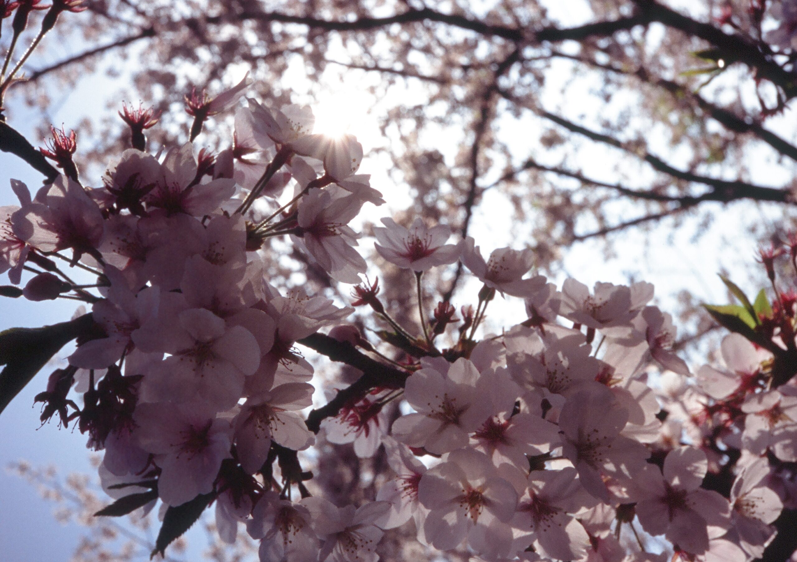 🌸